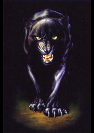 panther.jpg